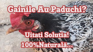 Scapă De Paduchii De Găină Eficient Și Sigur 100 Natural [upl. by Nyllewell]