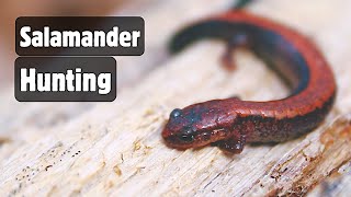 Flipping logs to find Salamanders [upl. by Euridice875]