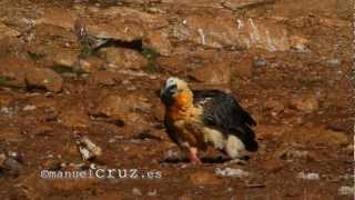 Quebrantahuesos Gypaëtus barbatus en Boumort [upl. by Dowzall936]