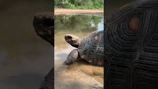 Tortuga de Patas rojas 🐢 en el Chaco 🇵🇾 [upl. by Gnol]