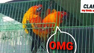 Sun conure mating  kawin [upl. by Namie]