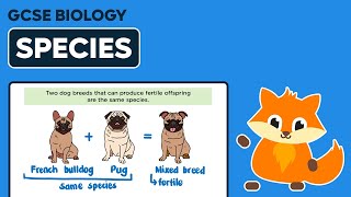 Evolution amp Species  GCSE Biology [upl. by Entsirhc]