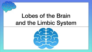 Emotions and the Brain What is the limbic system [upl. by Ycnan]