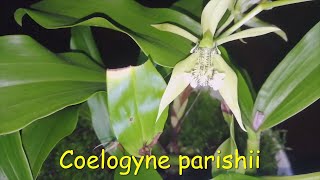 COELOGYNE PARISHII [upl. by Cohbath524]