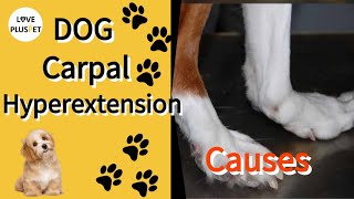 What Causes Carpal Hyperextension in Dogs [upl. by Normak143]