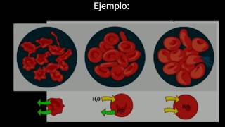 FISIOLOGÍA DE LÍQUIDOS CORPORALES 1 Líquido intracelular y extracelular osmolaridad y tonicidad [upl. by Kristofer]