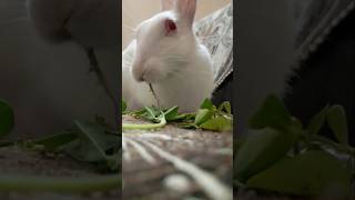 Greens time 🥬 rabbitanimalpettrendingshotsvideo [upl. by Siuoleoj]