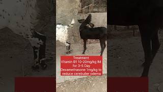 Polio encephalomalacia in goatthiamine deficiency goat animals veterinary veterinarymedicine [upl. by Maffa]