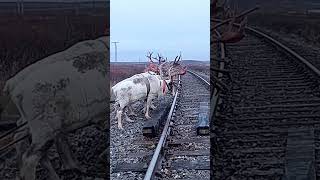 Nomads arctic reindeer herders nomadsofthefarnorthofyamal [upl. by Vergil]