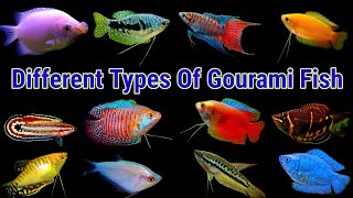 Different Types Of Gourami Fish [upl. by Hyo]