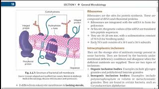 BACTERIOLOGY PHYSIOLOGY AND MORPHOLOGY [upl. by Yednil825]