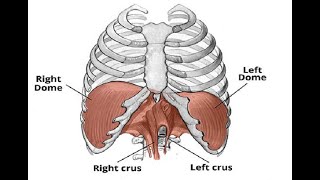 Two Minutes of Anatomy Diaphragm [upl. by Ardnuassac]