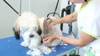 Tuns Caini  Frizerie Canina  Salon pentru animale ROYAL PET [upl. by Deevan362]