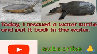 🛟Rescued the water turtle🐢🐢 today and released it back into the water 🌊🌊💦 [upl. by Aicilet]