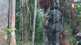 Lektionen in der Waldschule  BOS  orangutandde [upl. by Attenor709]