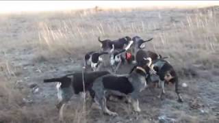 Vidéo n°63 des Grands Bassets Bleus du Pont des Granges  Le 17 décembre 2016 [upl. by Eatnuahc]