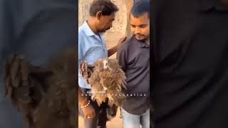 First bird rescue rescuestraydogs doglover explore animals streetdogshelp dogowner pets [upl. by Keegan]