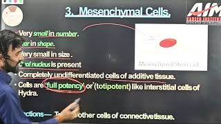 Mesenchymal cell  Animal Tissue  11th Biology Lec22 [upl. by Inalej]