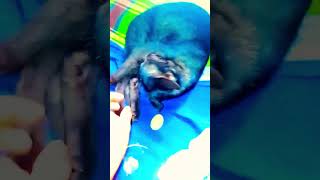 কি স্টাইলের ঘুম দিছে কালা চান😁 funny funnymoments catvideos viralreels [upl. by Danais]