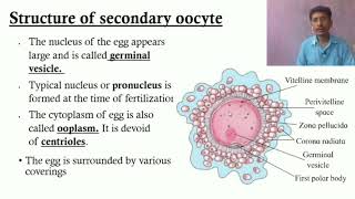 Structure of secondary oocyte [upl. by Banebrudge]