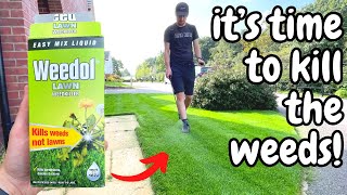 How to KILL WEEDS using WEEDOL  Its Time to Kill Lawn Weeds [upl. by Ahsatak417]