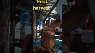 Pinya first harvest bfarm [upl. by Leona]