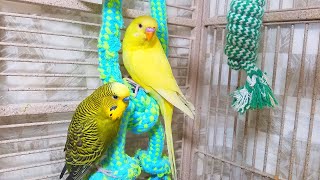 Help Lonely Budgies to Chirp Nature Parakeets Bird Sound 12 Hr [upl. by Yenterb170]