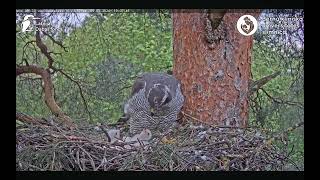 Goshawks RigaBKUS ♡ All four chicks are thriving [upl. by Rector]