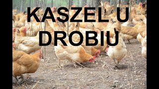 Odcinek 1082 CHOROBY KUR KASZEL U DROBIU PRZYCZYNY CZYM JEST JAK LECZYĆ PORADY [upl. by Orlantha]