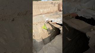 Green parrot big hole chala gya£amp“”amp£MImran [upl. by Siryt]