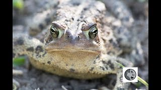 Crapaud à la chasseToad on the hunt [upl. by Vaden889]