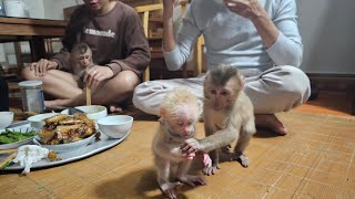 3 Super Cute Baby Monkeys Cook Rice With Their Parents [upl. by Charbonnier443]