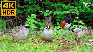 Cat TV for Cats to Watch 😺 Cute Birds and Bunnies 🐰 8 Hours 4K HDR [upl. by Nnairek]