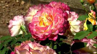 Roseraie  Concours International de Roses [upl. by Ilwain]