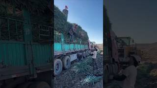 The process of manual loading of green onion harvest [upl. by Narmis]