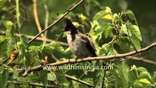 Perky Redwhiskered Bulbul [upl. by Georas]