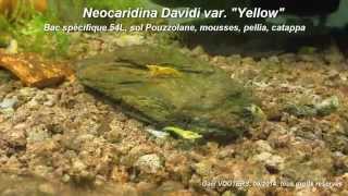 Neocaridina Davidi Var quotYellowquot [upl. by Nylqcaj30]