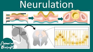 Neurulation  Neurogenesis  Neural tube folding  USMLE  Neurology [upl. by Jallier257]