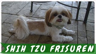 🐺 Die aktuelle 30 Ideen zu shih tzu frisuren [upl. by Naerb]