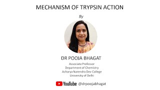 Mechanism of Trypsin Action [upl. by Rae734]