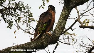 Oriental Honeybuzzard Pernis Ptilorhynchus torquatus  Juvenile  Chiu S C DSCN1999 [upl. by Nenad]