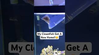 Clownfish Get An Anemone [upl. by Laroy]