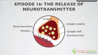 016 The Release of Neurotransmitter [upl. by Kowal]