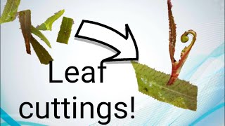 How to Propigate Sundews From Leaf Cuttings Part 1 [upl. by Elocon159]