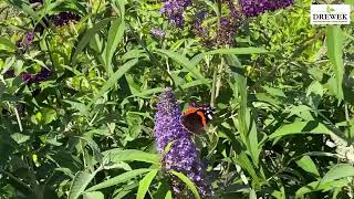 Buddleja davidii TRICOLOR [upl. by Eiwoh]