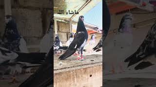 Dabbawala kabutar pigeon [upl. by Jamille]