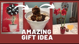 Amazing Gift Idea II Amaryllis Bulb Kit II Planting an Amaryllis Bulb [upl. by Higgs]