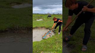 Man grazing buffalo found fish shortvideo shorts [upl. by Yttocs]