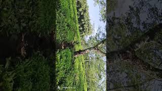 Tea garden short video [upl. by Doy]