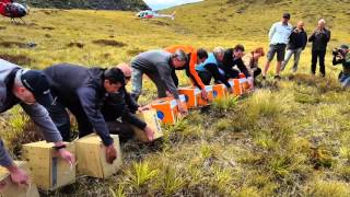 Takahe release [upl. by Feinleib]